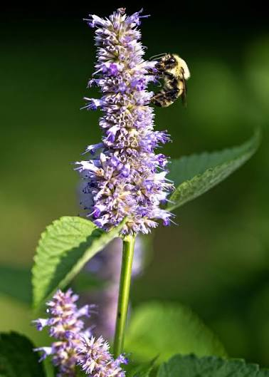 Beautiful Pollinator Gardens Ideas
