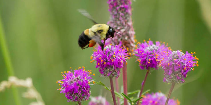 Native Plants for Pollinators