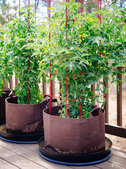 Grow Tomatoes in Pots