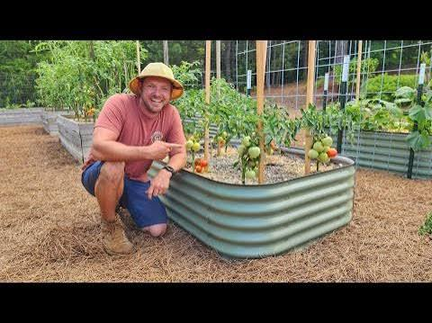Grow Tomatoes in a Raised Bed