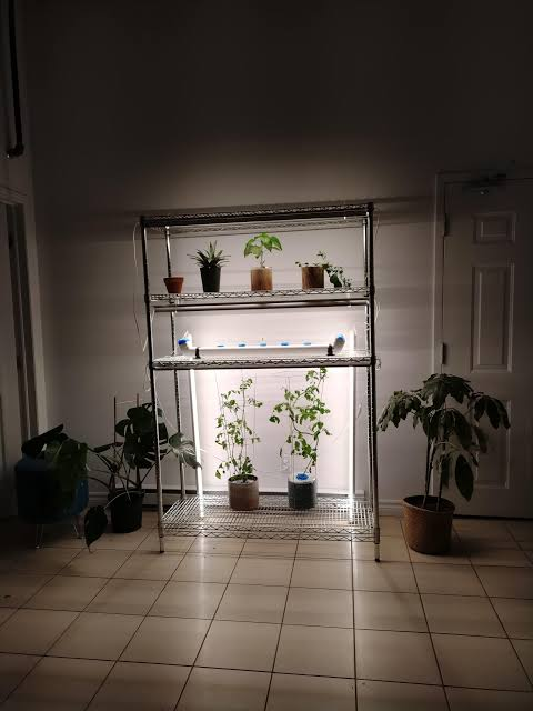 Grow Tomato Seedlings 