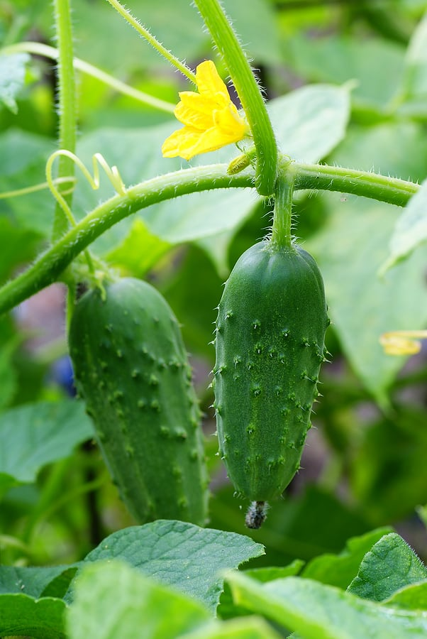 Cucumber flowers before fruit development