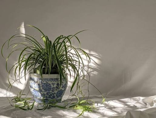Water Spider Plant