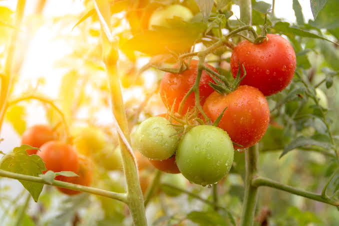 Give Tomatoes Plenty of Sunlight