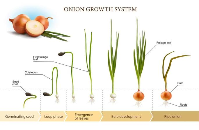  Take to Grow an Onion From an Onion Bulb