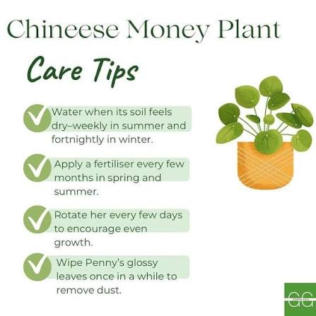 Money Plant Care Mistakes