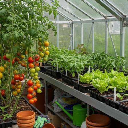 Best Greenhouse Gardening Tips