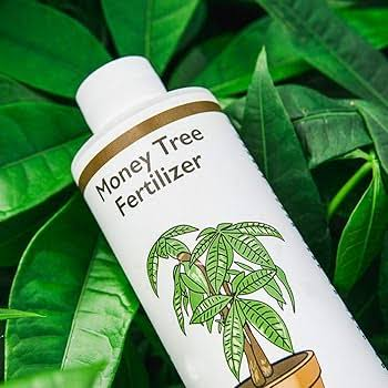 Fertilize a Money Tree