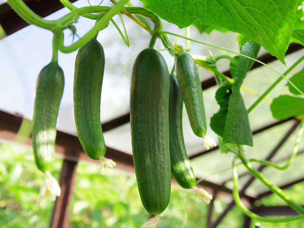 Harvest-ready cucumbers growing on the vein