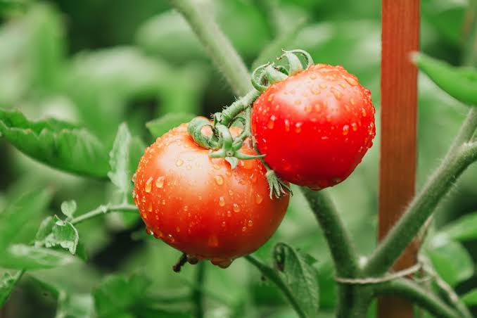 Water Tomatoe Plants