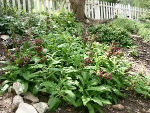 hummingbird Sage in a Native Garden
