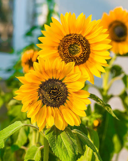 Annual Flowers