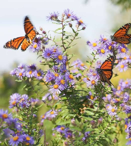 Attract Butterflies All Summer