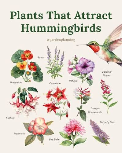 Attract Hummingbirds