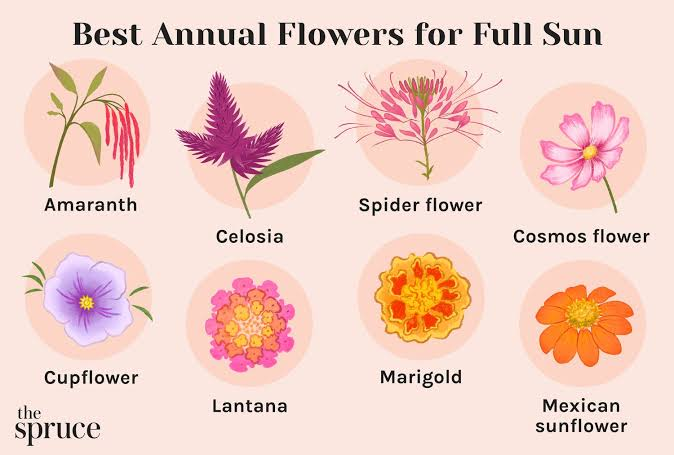 Flowers for Full Sun