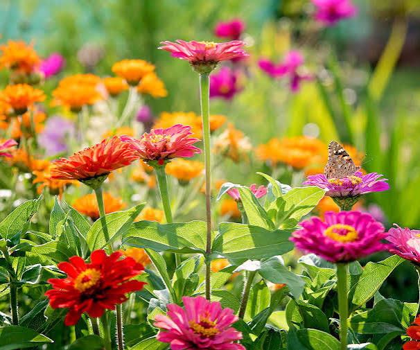 Plants for Full Sun and Heat