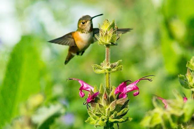 hummingbird sage plant