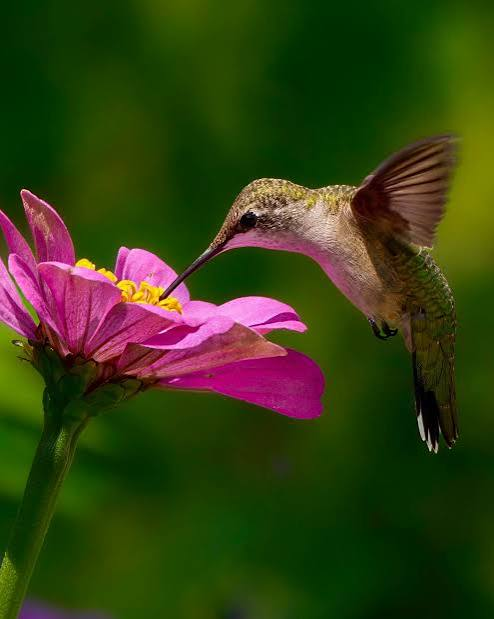Hummingbird Plants