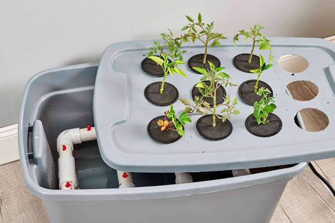 Best Hydroponic System for Beginners