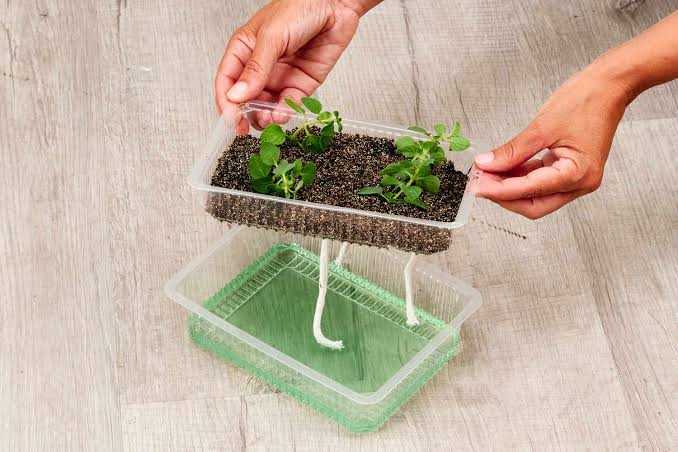Indoor Hydroponic Garden