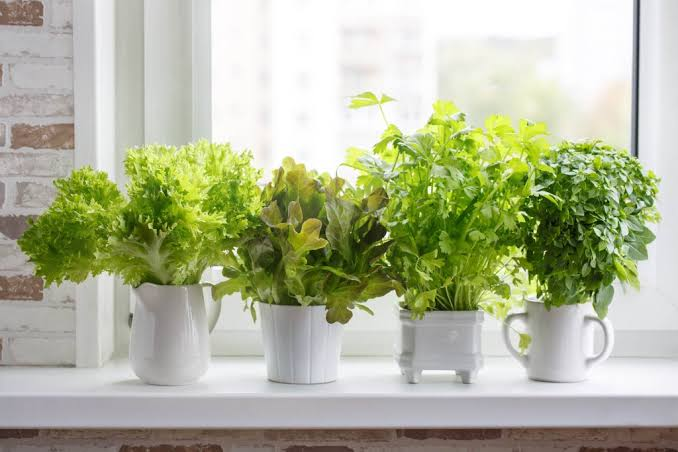 Indoor Vegetable