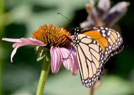 Butterfly Garden Maintenance Tips