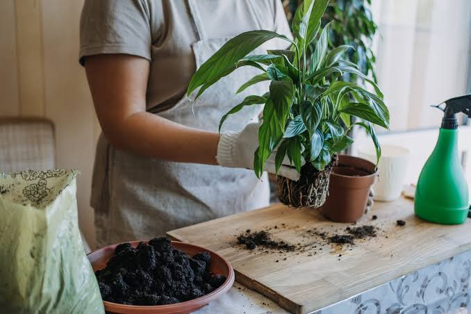 how to repot a plant