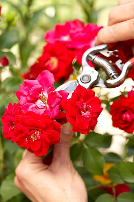 Common Rose Garden Mistakes to Avoid