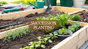 Succession Planting