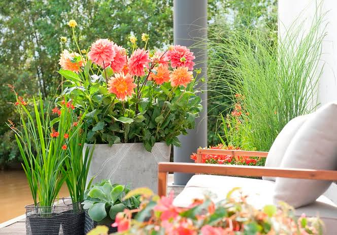 Dahlia Care in Containers