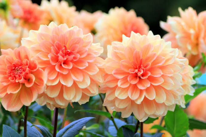 Dahlia Care