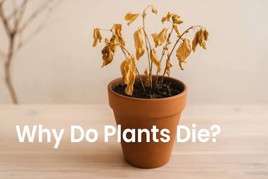 revive a plant